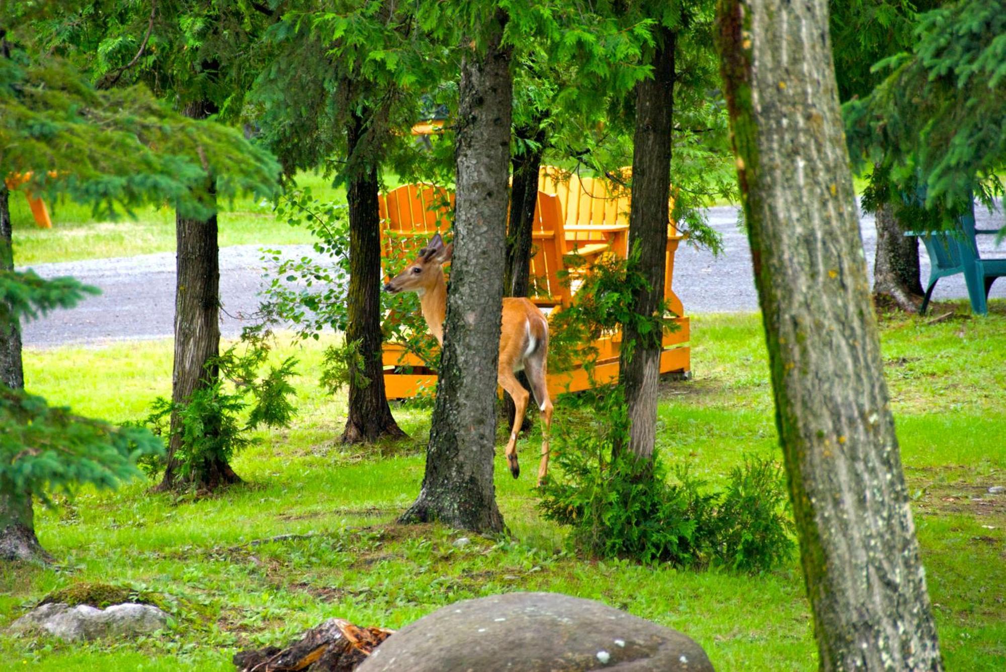 Motel Des Cascades Baie-Saint-Paul Zewnętrze zdjęcie